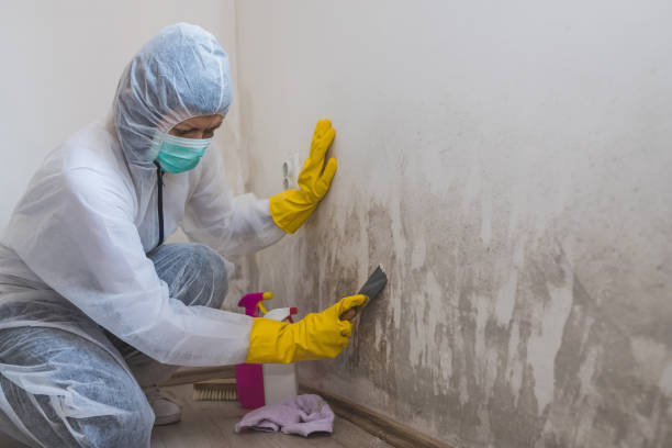 Best Water Damage & Mold Remediation  in Gillette, NJ