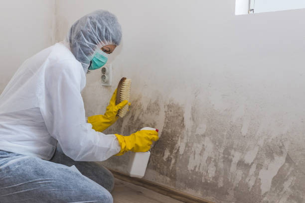 Best Environmental Consulting for Mold Prevention  in Gillette, NJ