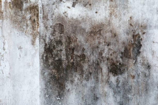 Best Indoor Air Quality Assessment  in Gillette, NJ
