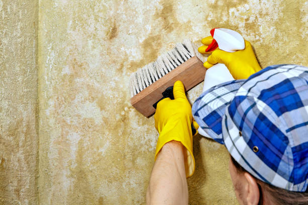 Best Environmental Consulting for Mold Prevention  in Gillette, NJ