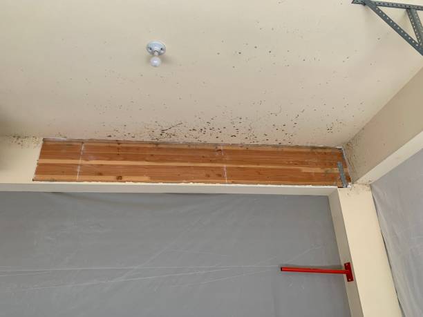Best Mold-Related Health Consultation  in Gillette, NJ
